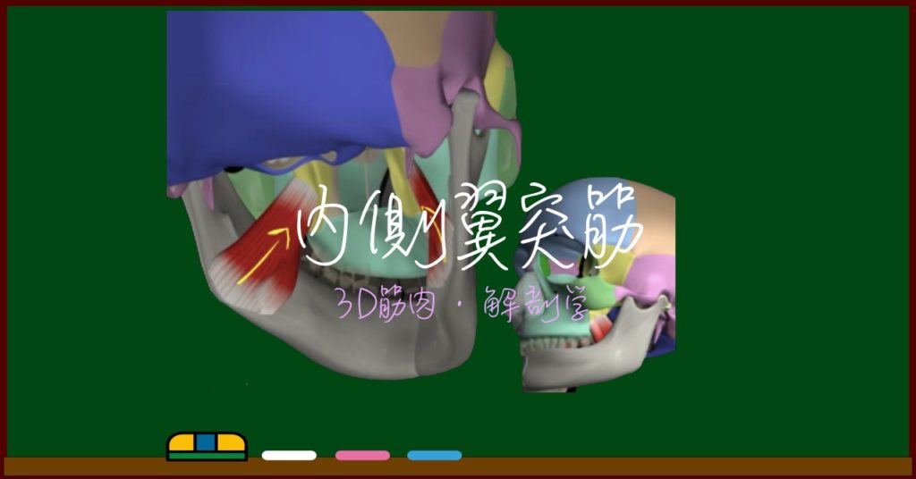 内側翼突筋 3d筋肉 解剖学 わたしが私のお医者さん