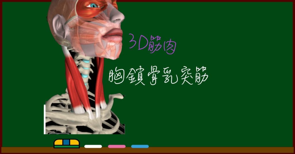 胸鎖骨乳突筋 3d筋肉 解剖学 わたしが私のお医者さん