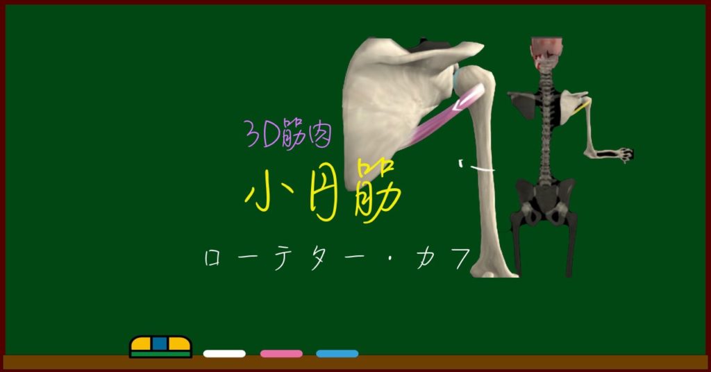 小円筋 ローテーターカフ イラスト図解でわかりやすい筋肉解剖学 作用 起始停止 ストレッチ トレーニング わたしが私のお医者さん