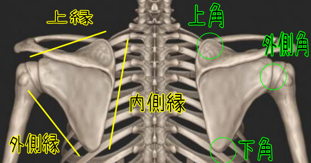 【肩甲骨とは？】肩の運動と姿勢のバロメーター【イラスト図解でわかりやすい骨解剖学】