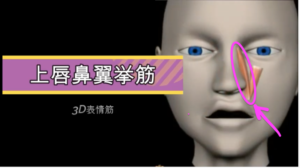 上唇鼻翼挙筋 3d筋肉 解剖学 わたしが私のお医者さん