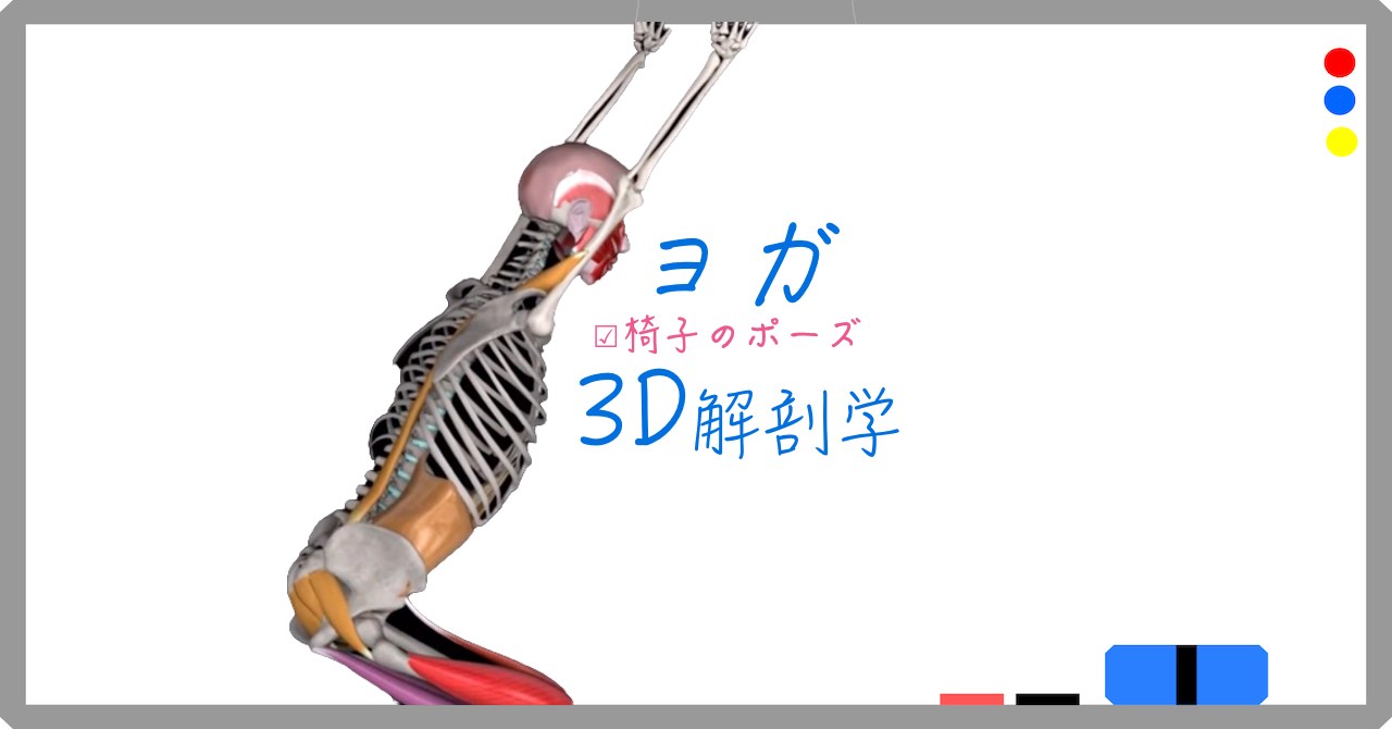 椅子のポーズ ヨガのチェアポーズ 効果と正しいやり方 3dヨガポーズ解剖学 わたしが私のお医者さん 21年大幅アップデート改修中