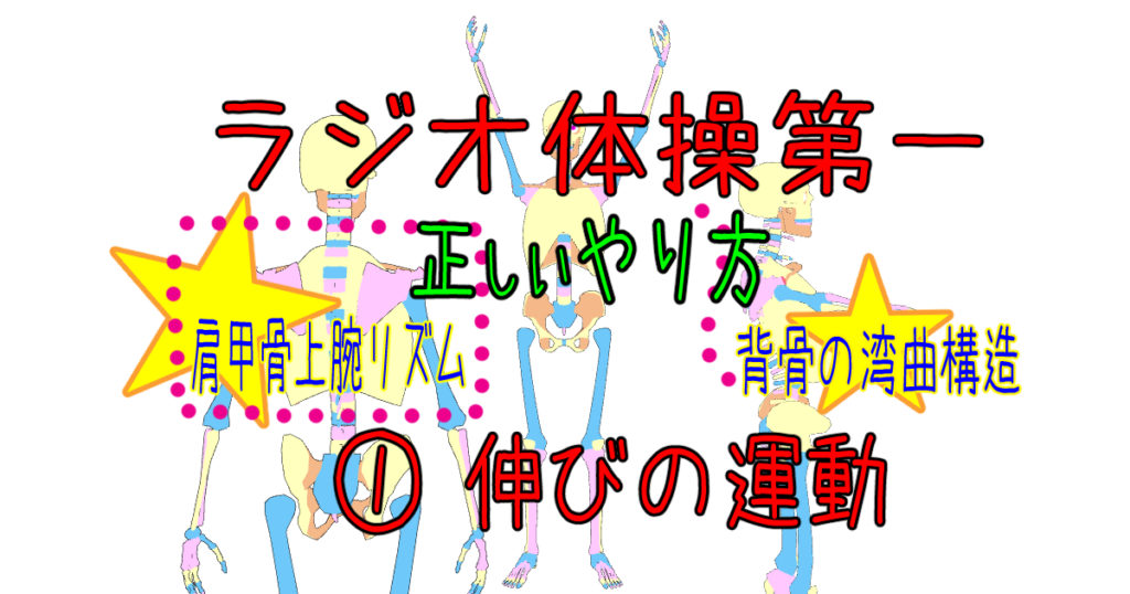 ラジオ体操第一 伸びの運動 ラジオ体操正しいやり方 イラスト図解説と筋肉解剖学 わたしが私のお医者さん