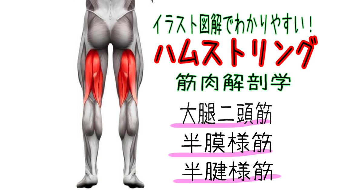 ハムストリングスを引き締めるビデオのヒント